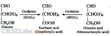 NCERT Exemplar Class 12 Chemistry Chapter 14 Biomolecules-17