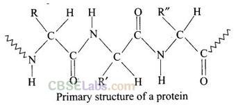 NCERT Exemplar Class 12 Chemistry Chapter 14 Biomolecules-26