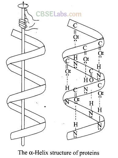 NCERT Exemplar Class 12 Chemistry Chapter 14 Biomolecules-27