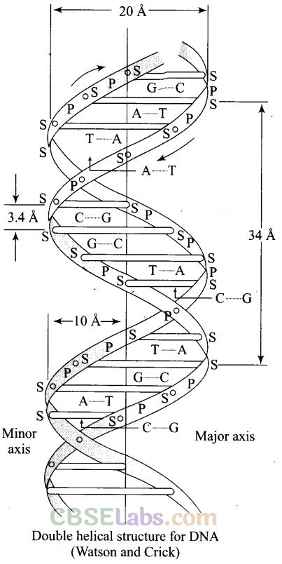 NCERT Exemplar Class 12 Chemistry Chapter 14 Biomolecules-31