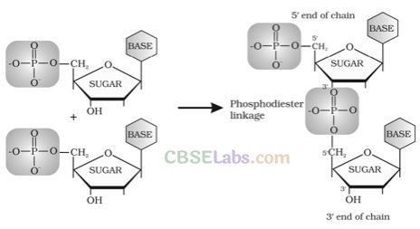 NCERT Exemplar Biomolecules Class 12