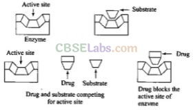 NCERT Exemplar Class 12 Chemistry Chapter 16 Chemistry in Everyday Life-19