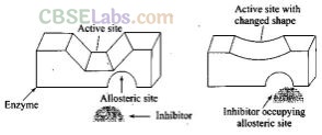 NCERT Exemplar Class 12 Chemistry Chapter 16 Chemistry in Everyday Life-21