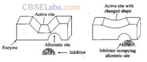NCERT Exemplar Class 12 Chemistry Chapter 16 Chemistry in Everyday Life-6