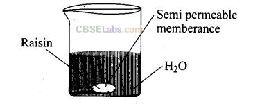 NCERT Exemplar Class 12 Chemistry Chapter 2 Solution-21