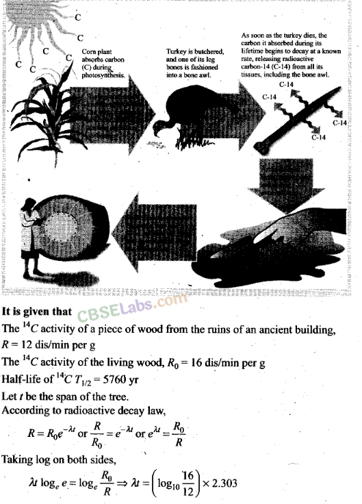 NCERT Exemplar Class 12 Physics Chapter 13 Nuclei-17