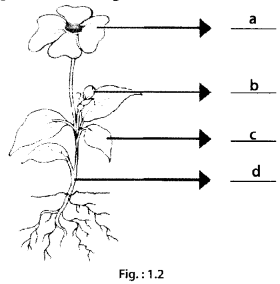 NCERT Exemplar Class 6 Science Chapter 1 Food Where Does It Come From - 2