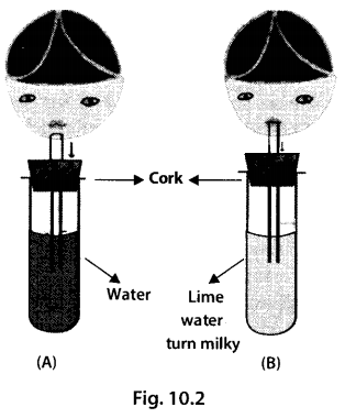 NCERT Exemplar Class 7 Science Chapter 10 Gravitation q17