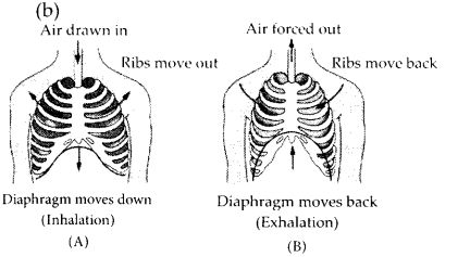 NCERT Exemplar Class 7 Science Chapter 10 Gravitation q19.1