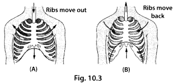 NCERT Exemplar Class 7 Science Chapter 10 Gravitation q19