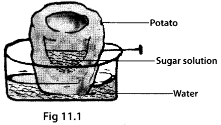 NCERT-Exemplar-Class-7-Science-Chapter-11-Work-and-Energy-q10