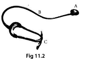 NCERT Exemplar Class 7 Science Chapter 11 Work and Energy q16
