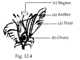 NCERT Exemplar Class 7 Science Chapter 12 Sound q 17.1