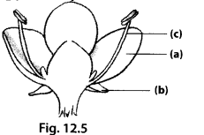 NCERT Exemplar Class 7 Science Chapter 12 Sound q 18