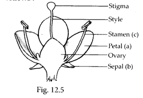 NCERT Exemplar Class 7 Science Chapter 12 Sound q 19