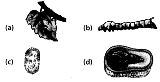 NCERT Exemplar Class 7 Science Chapter 3 Atoms and Molecules Q18