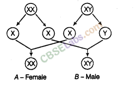 NCERT Exemplar Class 8 Science Chapter 10 Reaching the Age of Adolescence 3