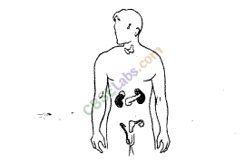 NCERT Exemplar Class 8 Science Chapter 10 Reaching the Age of Adolescence 6