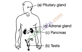 NCERT Exemplar Class 8 Science Chapter 10 Reaching the Age of Adolescence 7