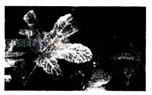 NCERT Exemplar Class 8 Science Chapter 2 Micro organisms: Friend and Foe 4