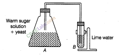 NCERT Exemplar Class 8 Science Chapter 2 Micro organisms: Friend and Foe 5