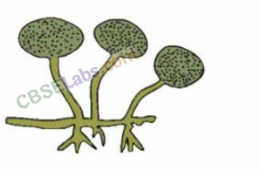 NCERT Exemplar Class 8 Science Chapter 2 Micro organisms: Friend and Foe 6