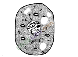 NCERT Exemplar Class 8 Science Chapter 8 Cell Structure and Functions 3