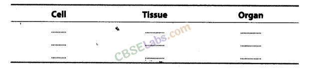 NCERT Exemplar Class 8 Science Chapter 8 Cell Structure and Functions 6