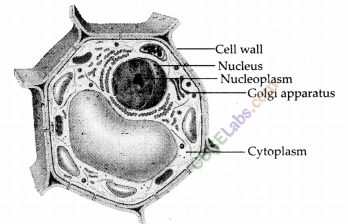 NCERT-Exemplar-Class-9-Science-Chapter-5-The-Fundamental-Unit-of-Life-1