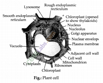 NCERT Exemplar Class 9 Science Chapter 5 The Fundamental Unit of Life Img 2