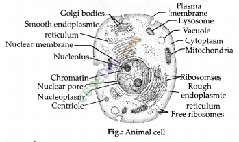 NCERT Exemplar Class 9 Science Chapter 5 The Fundamental Unit of Life Img 3