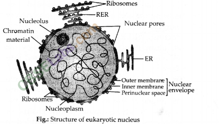 NCERT Exemplar Class 9 Science Chapter 5 The Fundamental Unit of Life Img 4