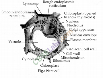 NCERT Exemplar Class 9 Science Chapter 5 The Fundamental Unit of Life Img 5