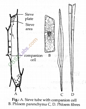 NCERT Exemplar Class 9 Science Chapter 6 Tissues Img 2