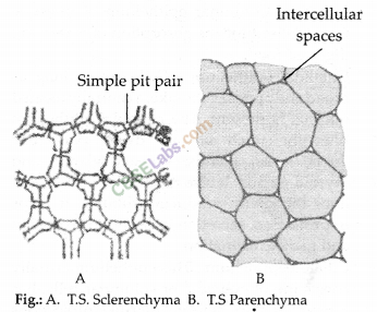 NCERT Exemplar Class 9 Science Chapter 6 Tissues Img 3