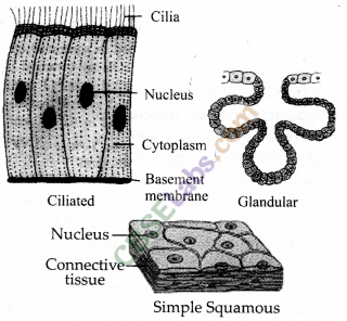 NCERT Exemplar Class 9 Science Chapter 6 Tissues Img 4
