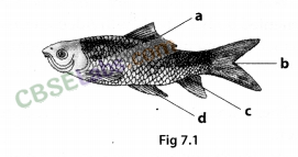 NCERT Exemplar Class 9 Science Chapter 7 Diversity in Living Organisms Img 3