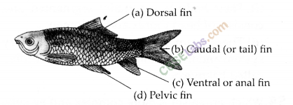 NCERT Exemplar Class 9 Science Chapter 7 Diversity in Living Organisms Img 4