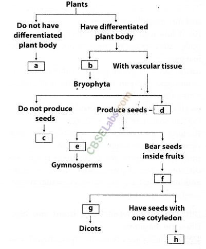 NCERT Exemplar Class 9 Science Chapter 7 Diversity in Living Organisms Img 5