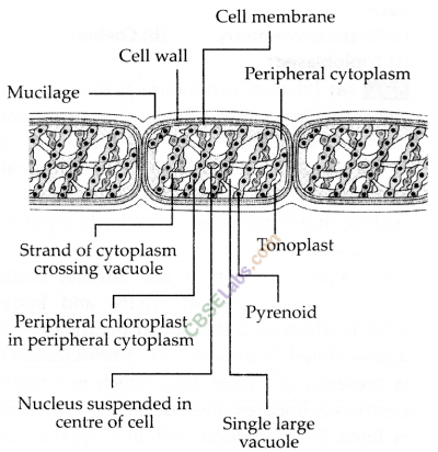 NCERT Exemplar Class 9 Science Chapter 7 Diversity in Living Organisms Img 6