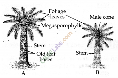 NCERT Exemplar Class 9 Science Chapter 7 Diversity in Living Organisms Img 7