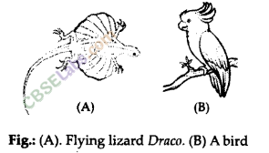 NCERT Exemplar Class 9 Science Chapter 7 Diversity in Living Organisms Img 8