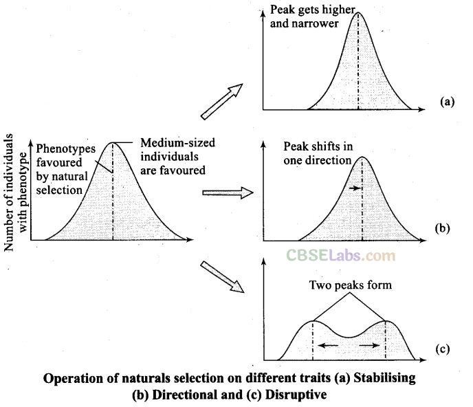 NCERT Exemplar Class 12 Biology Chapter 7 Evolution-1