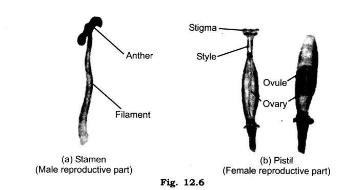 NCERT Solutions Class 7 Science Chapter 12 Reproduction in Plants Q5