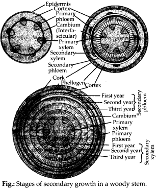 NCERT-Solutions-For-Class-11-Biology-Anatomy-of-Flowering-Plants-Q3