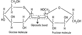 NCERT-Solutions-For-Class-11-Biology-Biomolecules-Q2