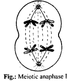 NCERT Solutions For Class 11 Biology Cell Cycle and Cell Division Q12.1