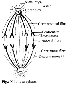 NCERT Solutions For Class 11 Biology Cell Cycle and Cell Division Q12
