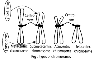 NCERT Solutions For Class 11 Biology Cell The Unit of Life Q14