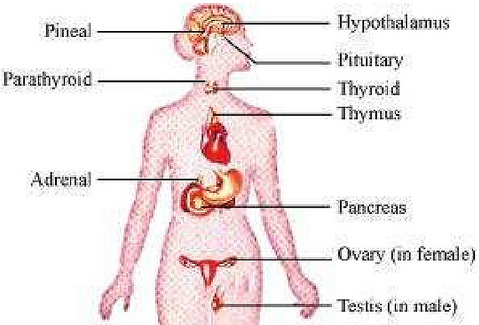 NCERT-Solutions-For-Class-11-Biology-Chemical-Coordination-and-Integration-Q2